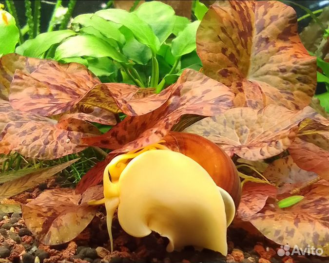 Аквариумные растения