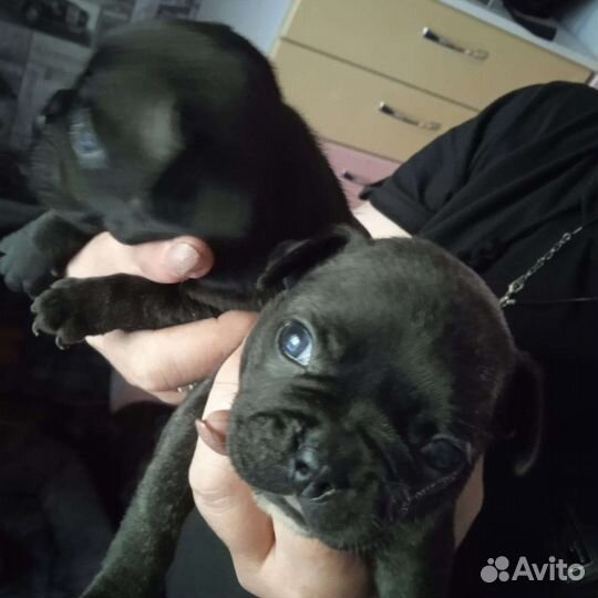 Французский бульдог щенки