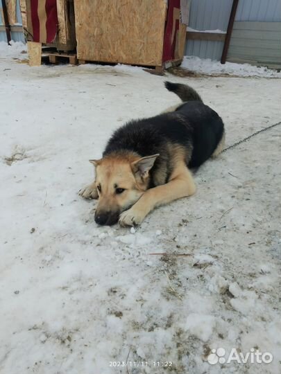 Собака в добрые руки