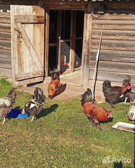 Молодые петухи