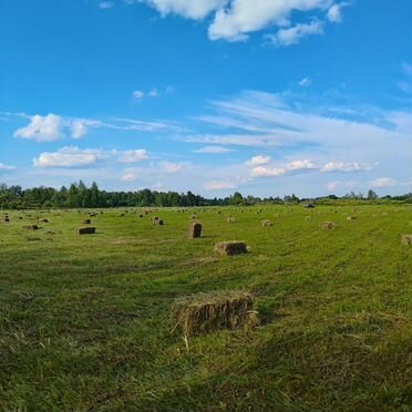 Сено в тюках