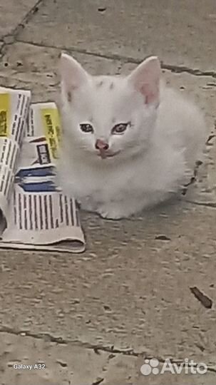 Отдам котенка