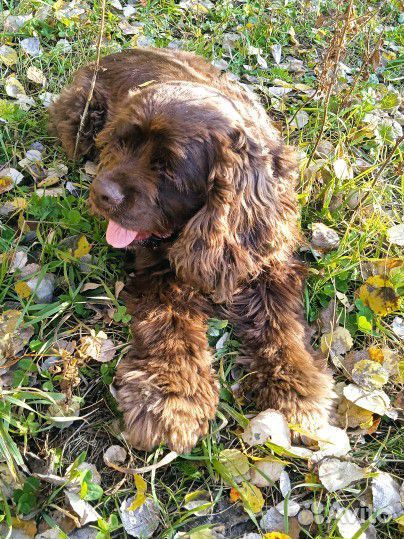 Американский спаниель