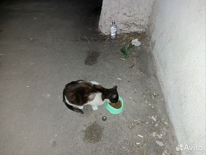 Котëнок