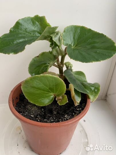 Бегония цветущая BIG DeluXXe