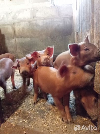 Поросята дюрок