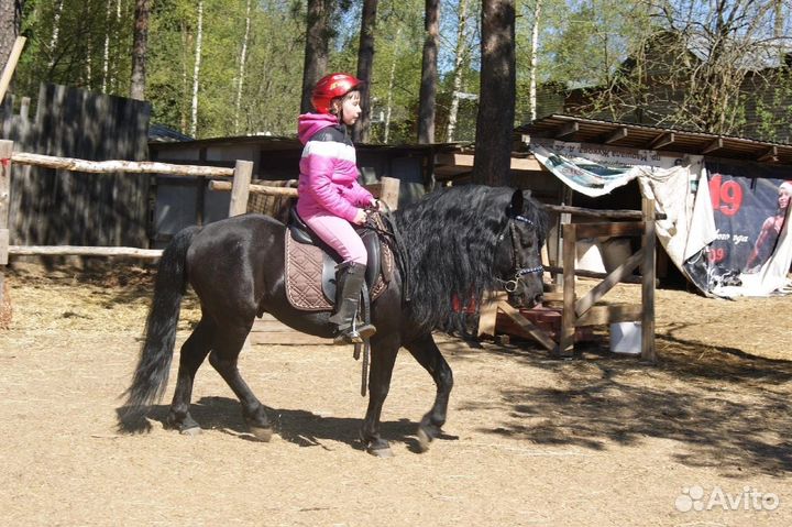 Конные прогулки Санкт-Петербург/Сертолово