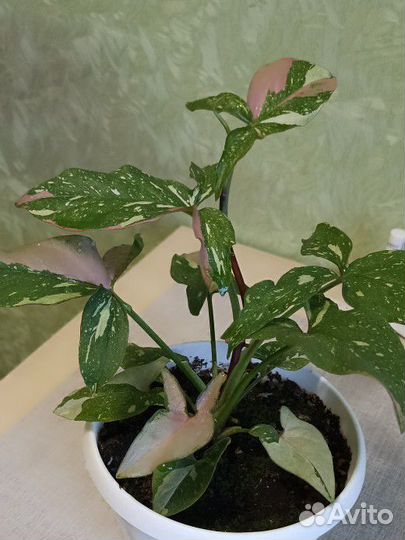 Сингониум триколор