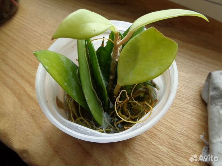 Хойя и её отростки