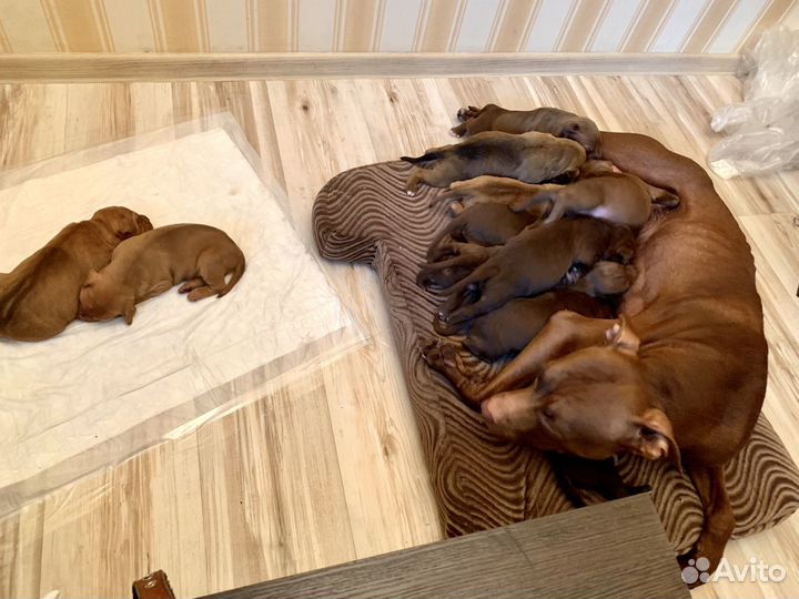 Щенки питбуля