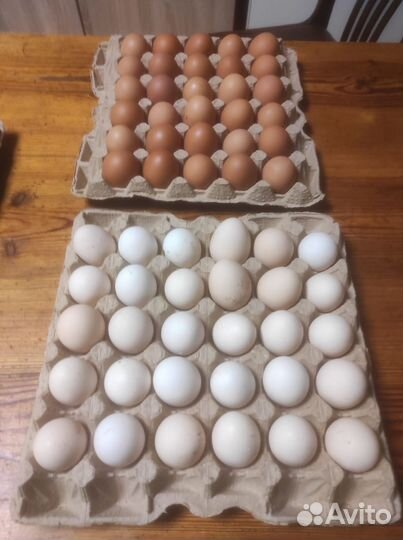 Домашние куриные яйца