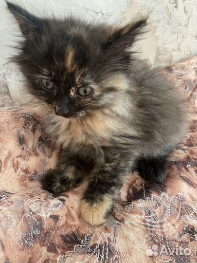 Кошка,котята пушистые,трехцветные