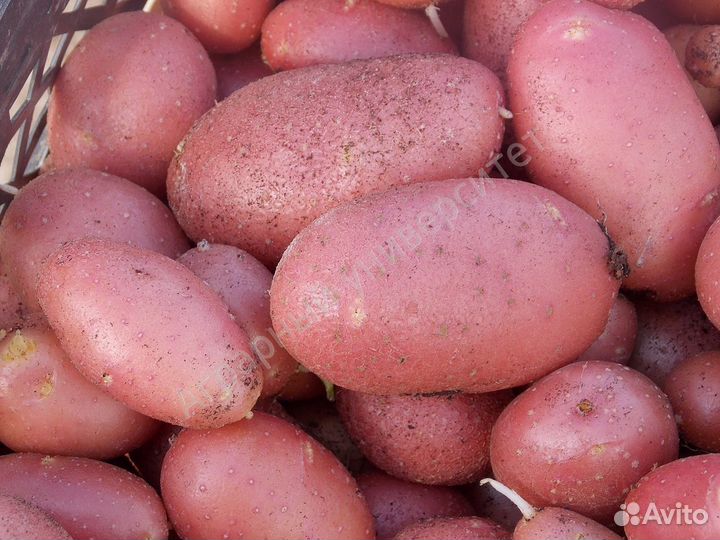 Семена картофеля