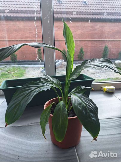 Бенджамина