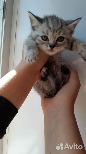 Британские котята