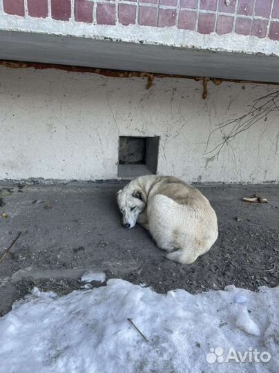 Собака друг компаньон