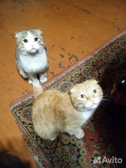 Кошки вислоухие