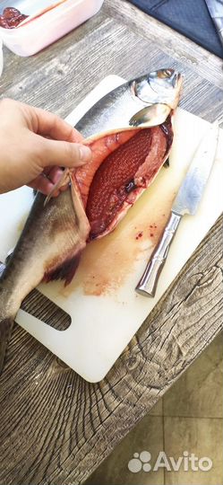 Рыба свежемороженая тихоокеанская 2023 Оптом