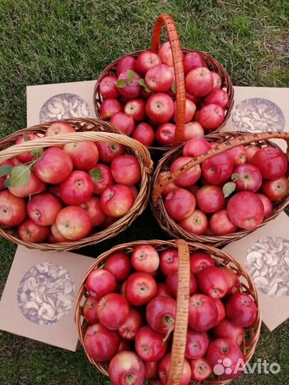 Яблоки домашние флорина. оптом