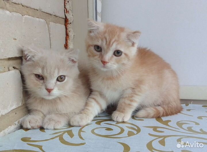 Рыжие вислоухие котята