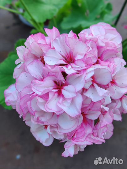 Пеларгония