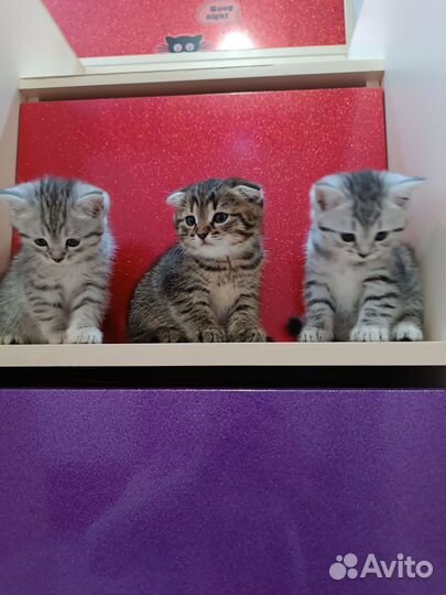 Шотландские котята