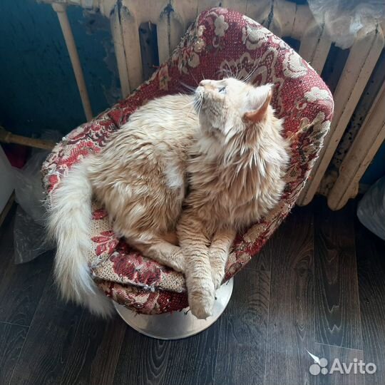 Рыжик ищет ответственных хозяев