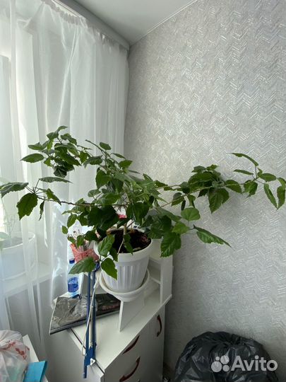 Комнатные цветы