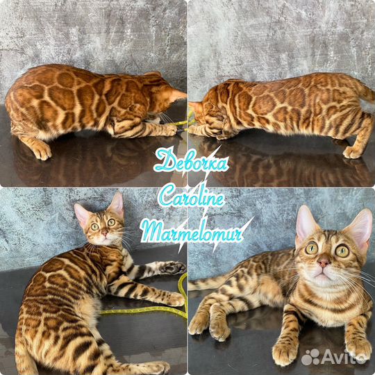 Бенгальские клубные котята с документами