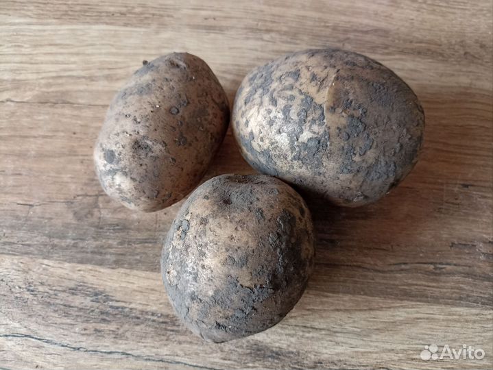 Картофель