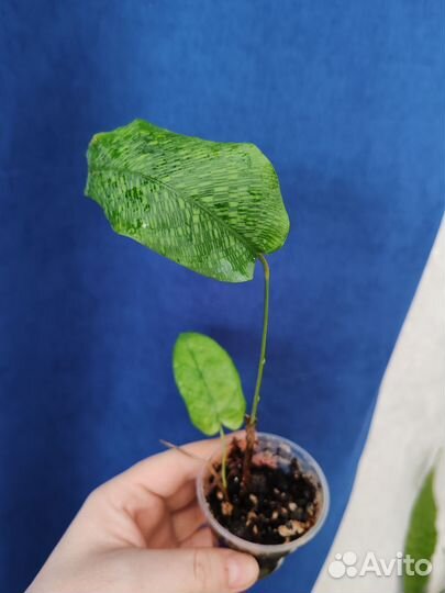 Калатея нетворк