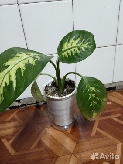 Диффенбахия