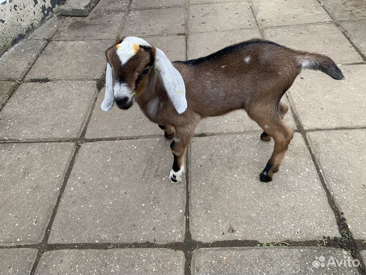 Англо нубийские козлята