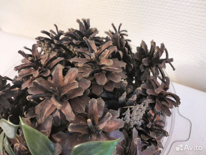 Шишки сосновые для поделок декора интерьера