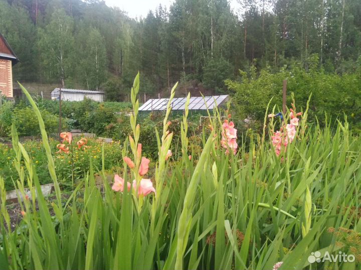 Гладиолусы