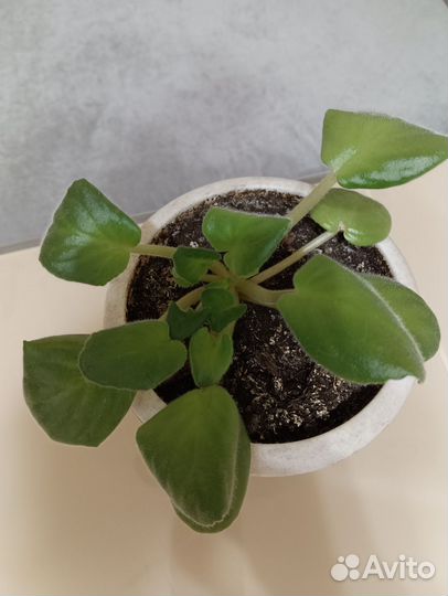 Фиалка белая