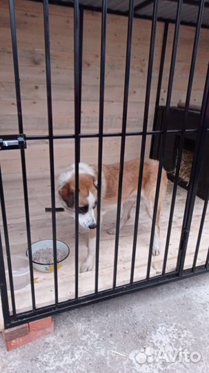 Вольер для собак