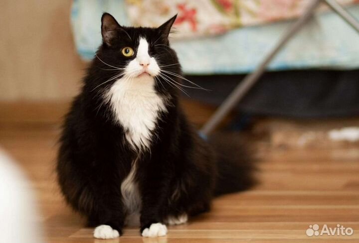 Пушинка 2 года