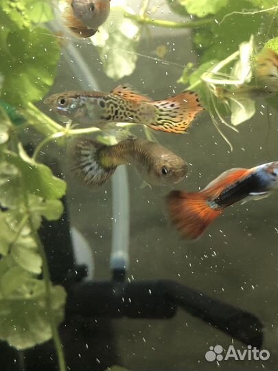 Аквариумные рыбы