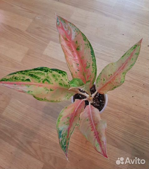 Аглаонема алладин