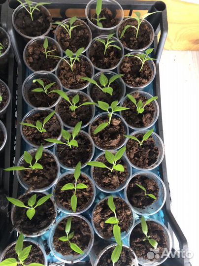 Рассада сладкого перца