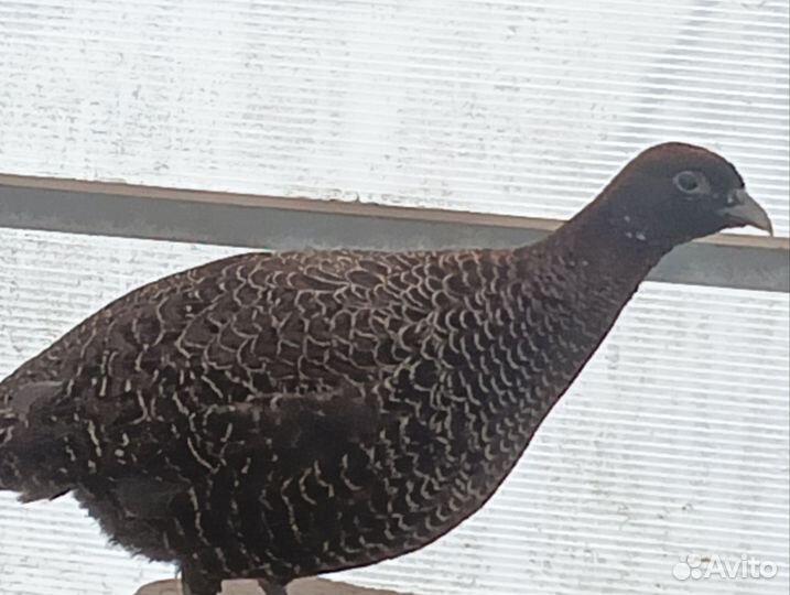 Фазан охотничий, румынский