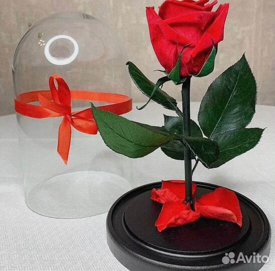 Роза в колбе. Новая