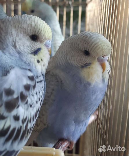 Волнистый попугай ручной