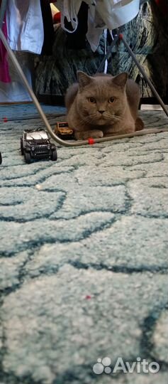 Британский кот