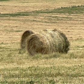 Сено в рулонах разнотравие