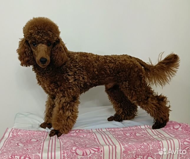 Щенки той пуделя ред браун