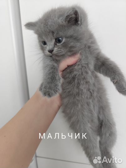 Вислоухие котята