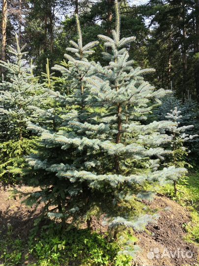 Ель сизая для посадки (высота 2,5м-3,5м)