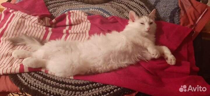 Котёнок Пушок ищет дом